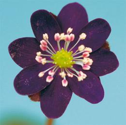 大紫(おおむらさき・標準花)