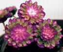 紫桃仙グループのこぼれ種セット