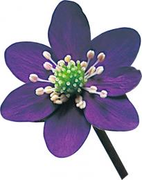 弥彦紫(やひこむらさき・標準花)